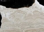 Polished Stromatolite (Collumnacollenia) - Russia #41850-1